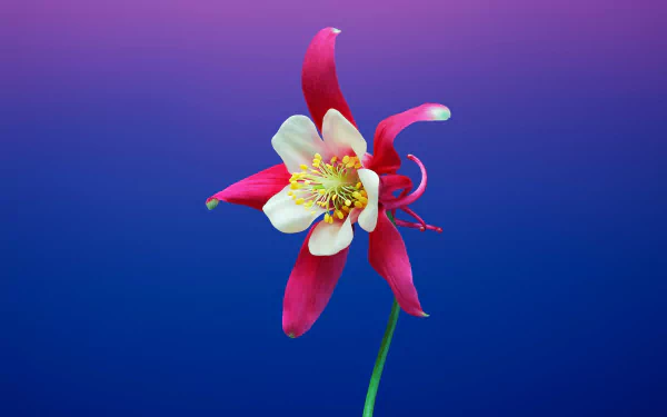  Pink Columbine
