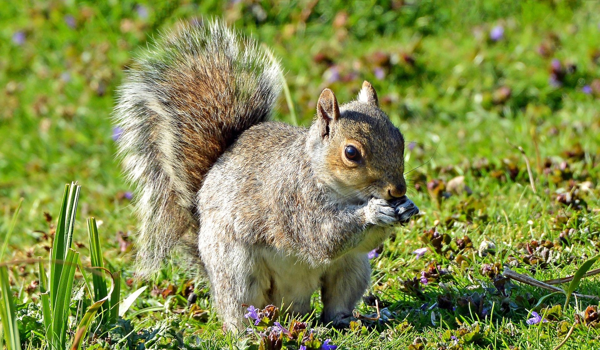 Animal Squirrel HD Wallpaper