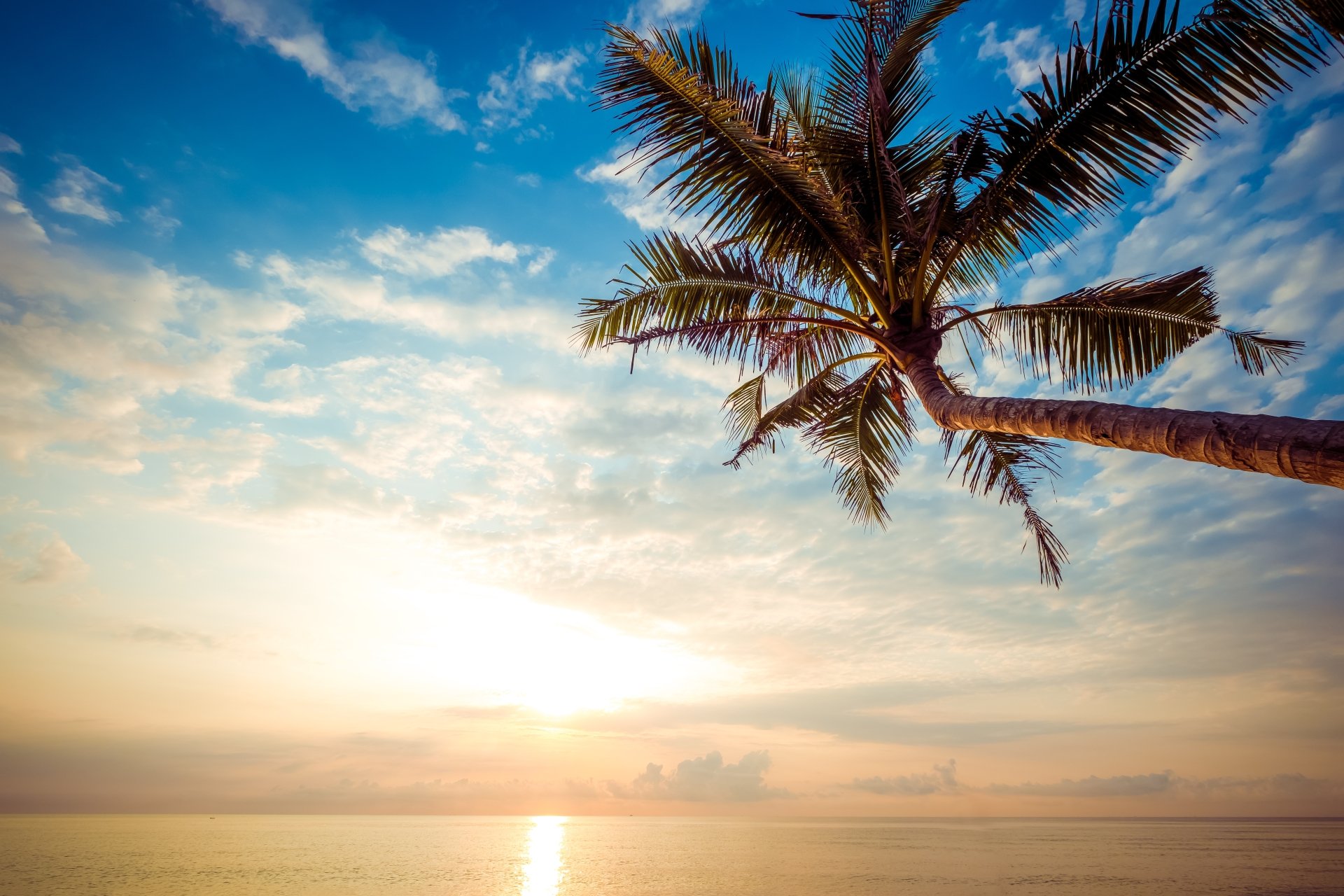 Download Palm Tree Horizon Sky Nature Ocean 4k Ultra HD Wallpaper