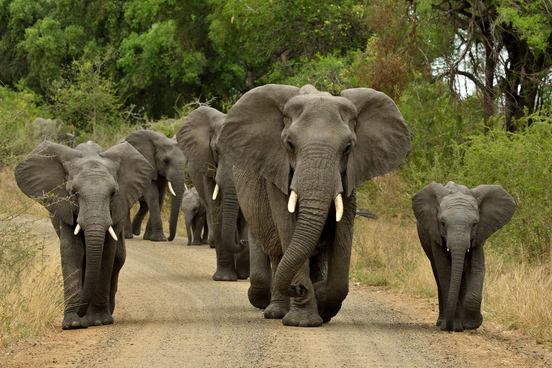 A herd of African bush elephants, including a baby elephant, walking along a dirt path surrounded by lush green foliage in this HD desktop wallpaper.