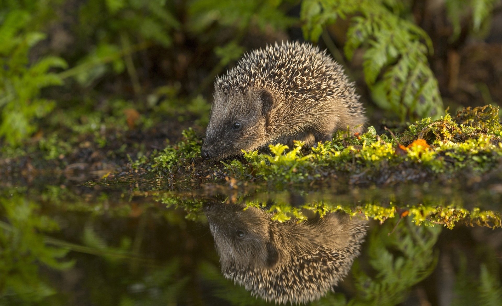 animal-hedgehog-hd-wallpaper