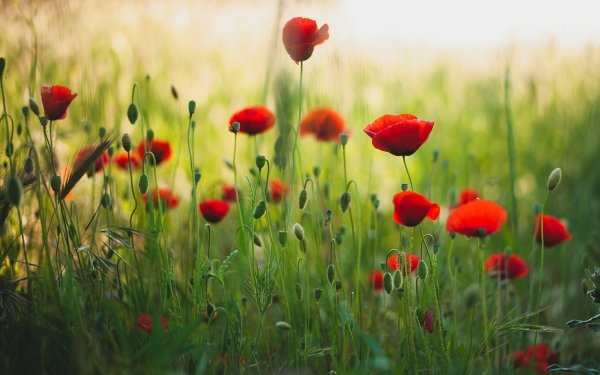 Earth Poppy Flowers Nature Flower Red Flower Close-Up Summer HD Wallpaper | Background Image