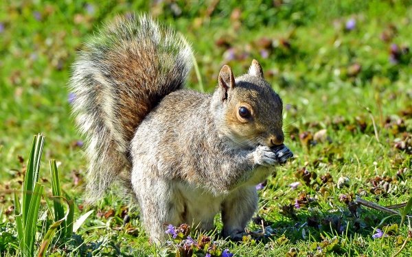 Animal Squirrel Rodent HD Wallpaper | Background Image