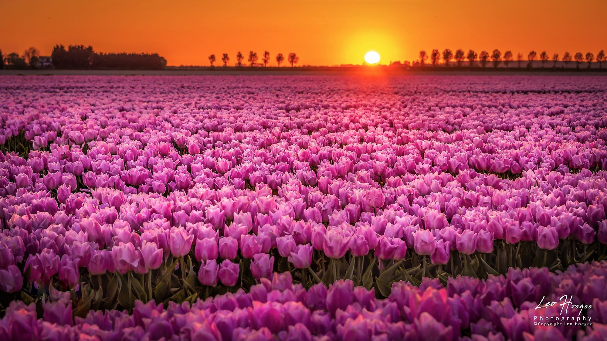 Tulip Field Sunset By Leo Hoegee