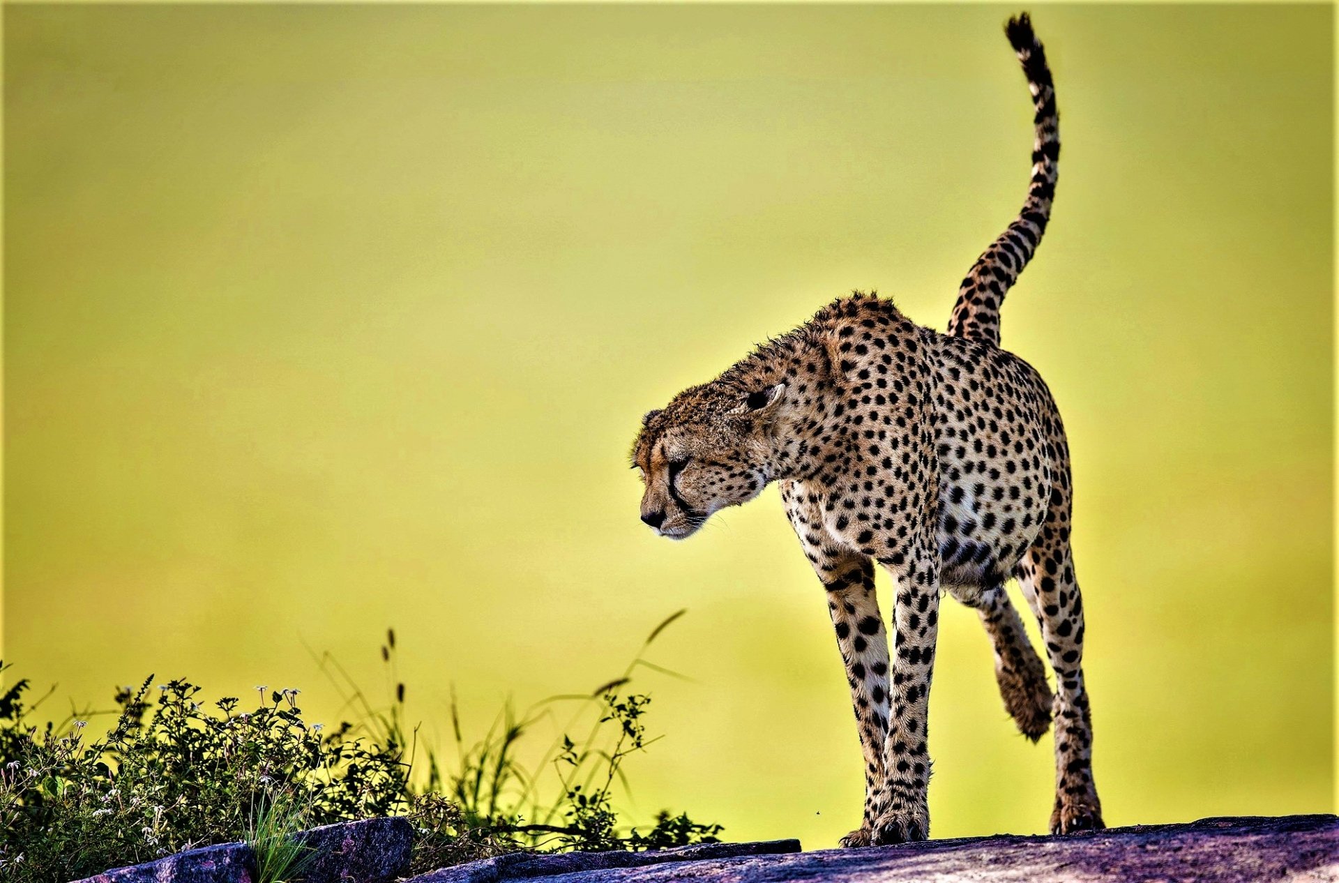 Cheetah standing on a rocky ridge with tail raised against a soft yellow-green sky — HD PC desktop wallpaper and background.