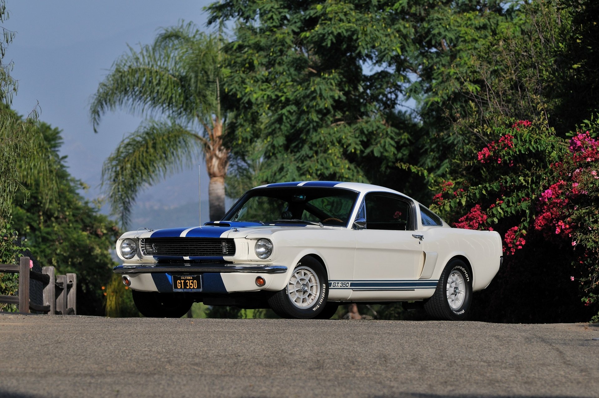 1966 Shelby GT350