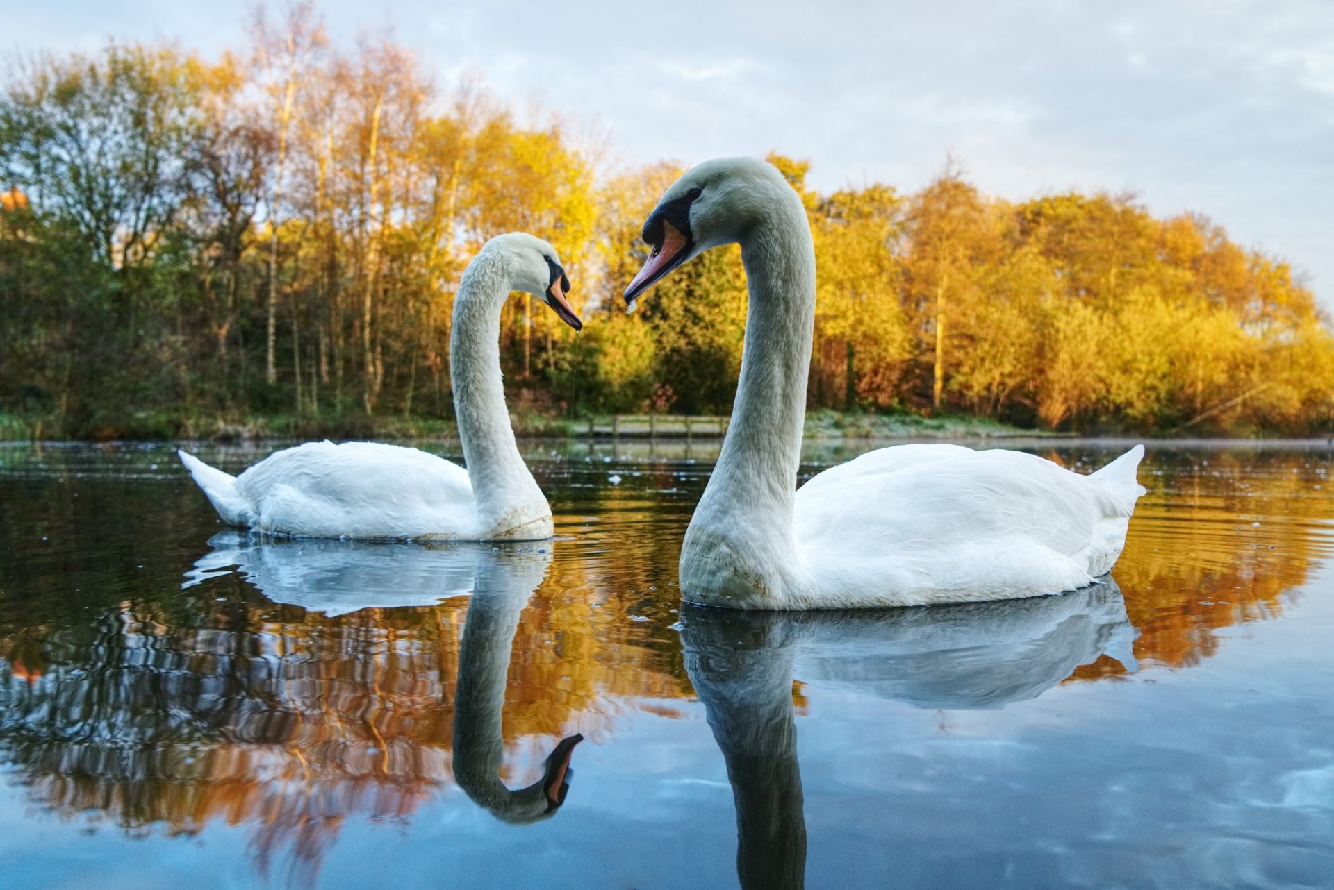 PicZene - Nature Swan Wallpaper Hd