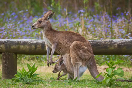 HD desktop wallpaper showing a kangaroo with a joey in its pouch standing on grass near a wooden fence, set against a backdrop of purple wildflowers.
