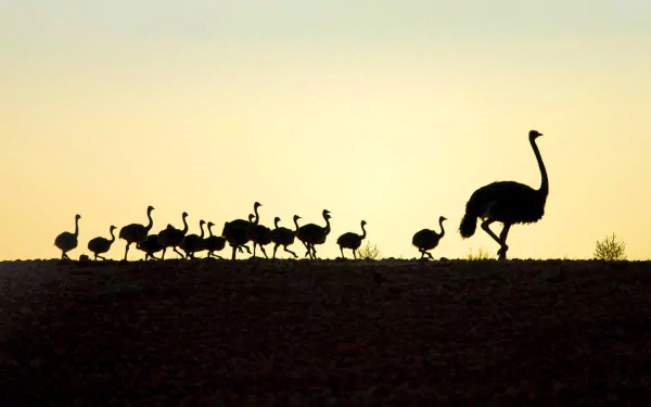 Silhouette of an adult ostrich leading a line of baby ostrich chicks across a golden horizon — HD PC desktop wallpaper background.