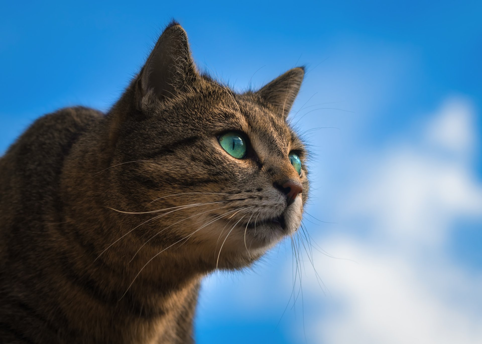 Close-up of a tabby cat with striking green eyes against a clear blue sky, presented as a 4K Ultra HD PC desktop wallpaper.