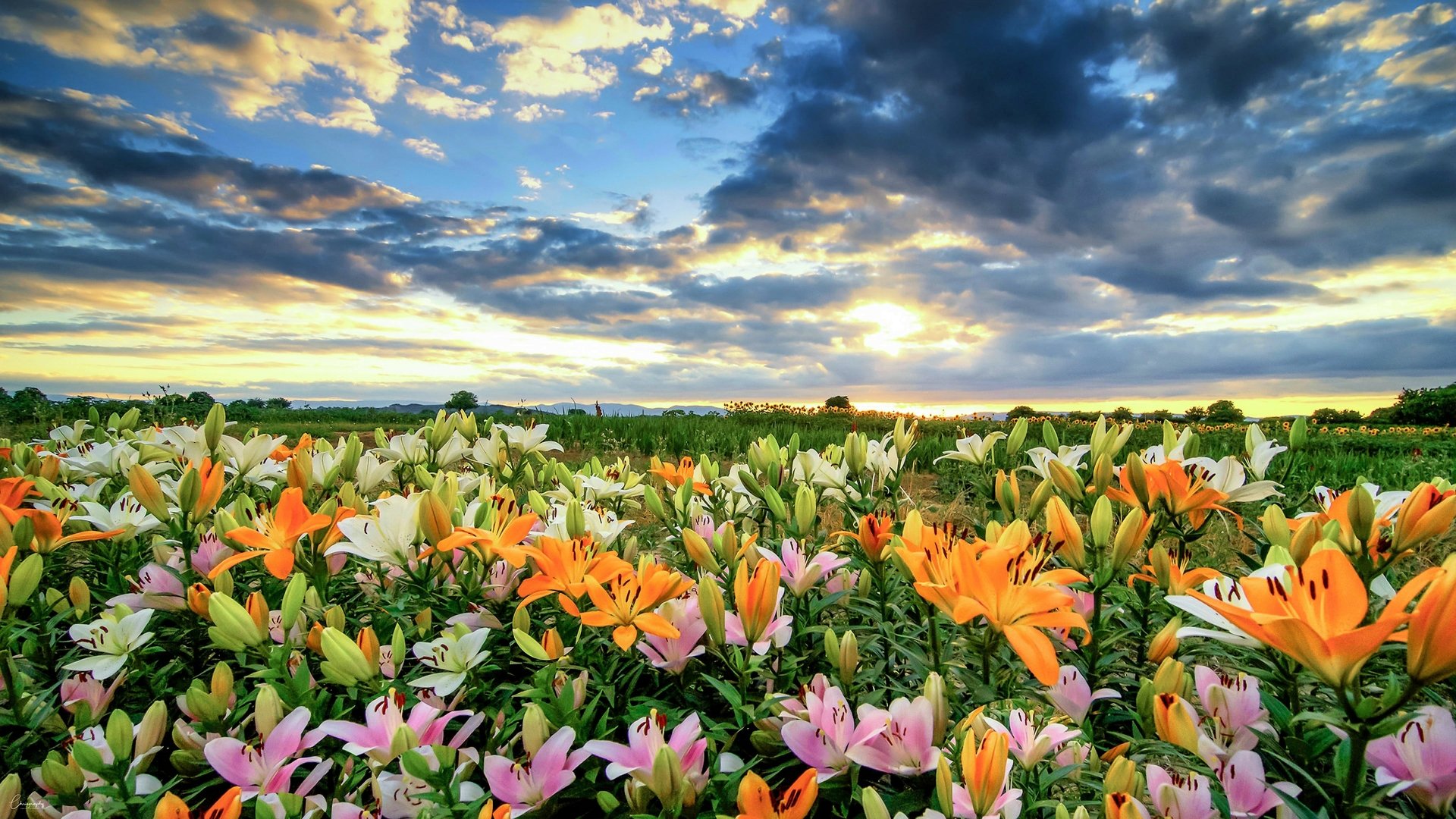 Download Field Colorful Colors Flower Nature Lily 4k Ultra HD Wallpaper