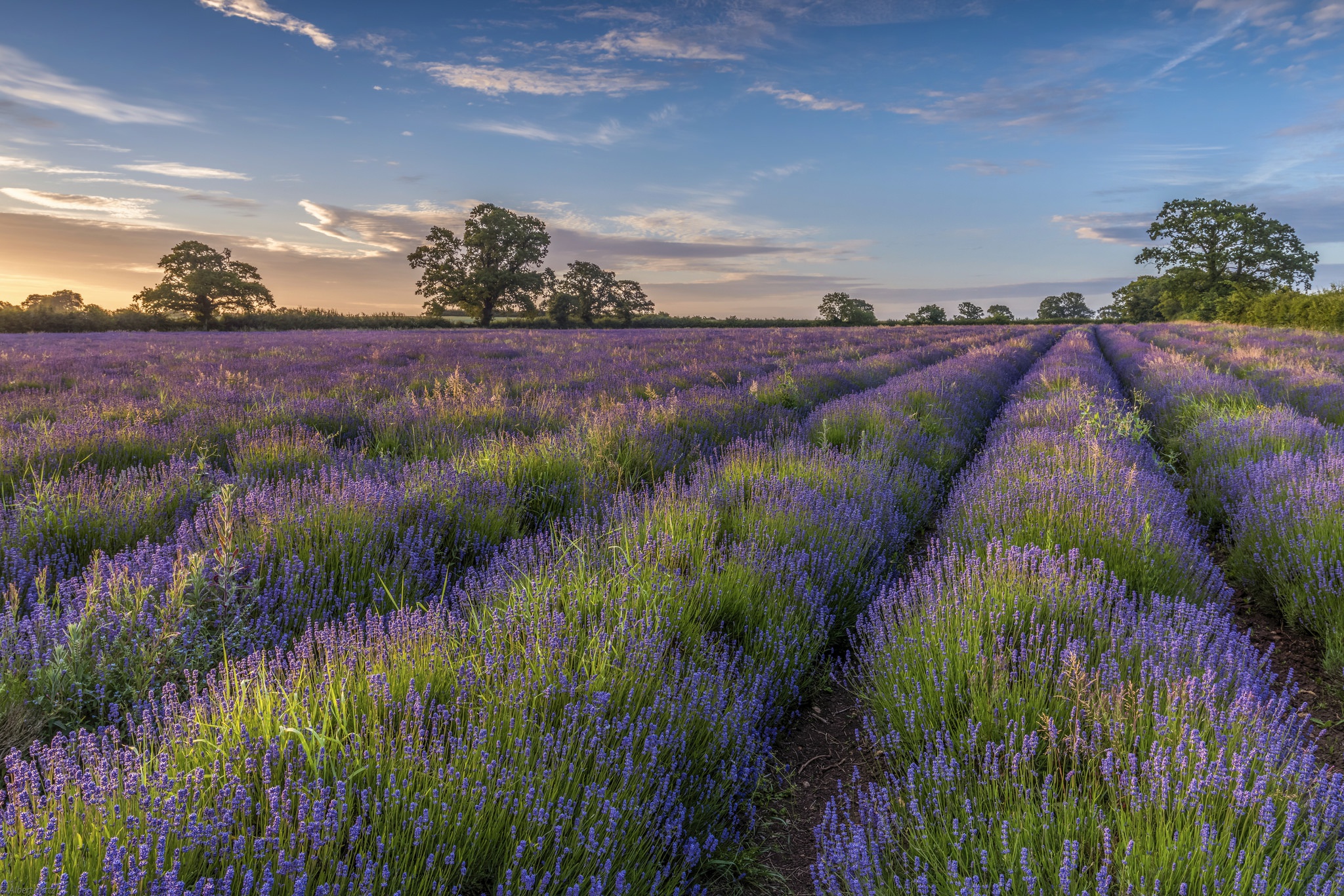 Download Purple Flower Summer Field Nature Lavender HD Wallpaper