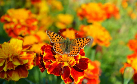 A vibrant orange butterfly rests on a bright marigold flower in this detailed macro HD desktop wallpaper featuring lush orange blooms.