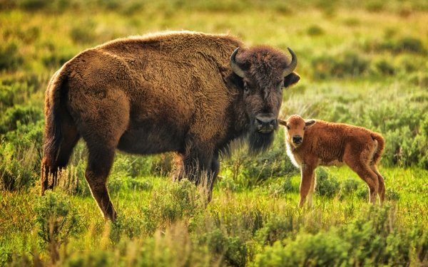 Animal American Bison Baby Animal HD Wallpaper | Background Image
