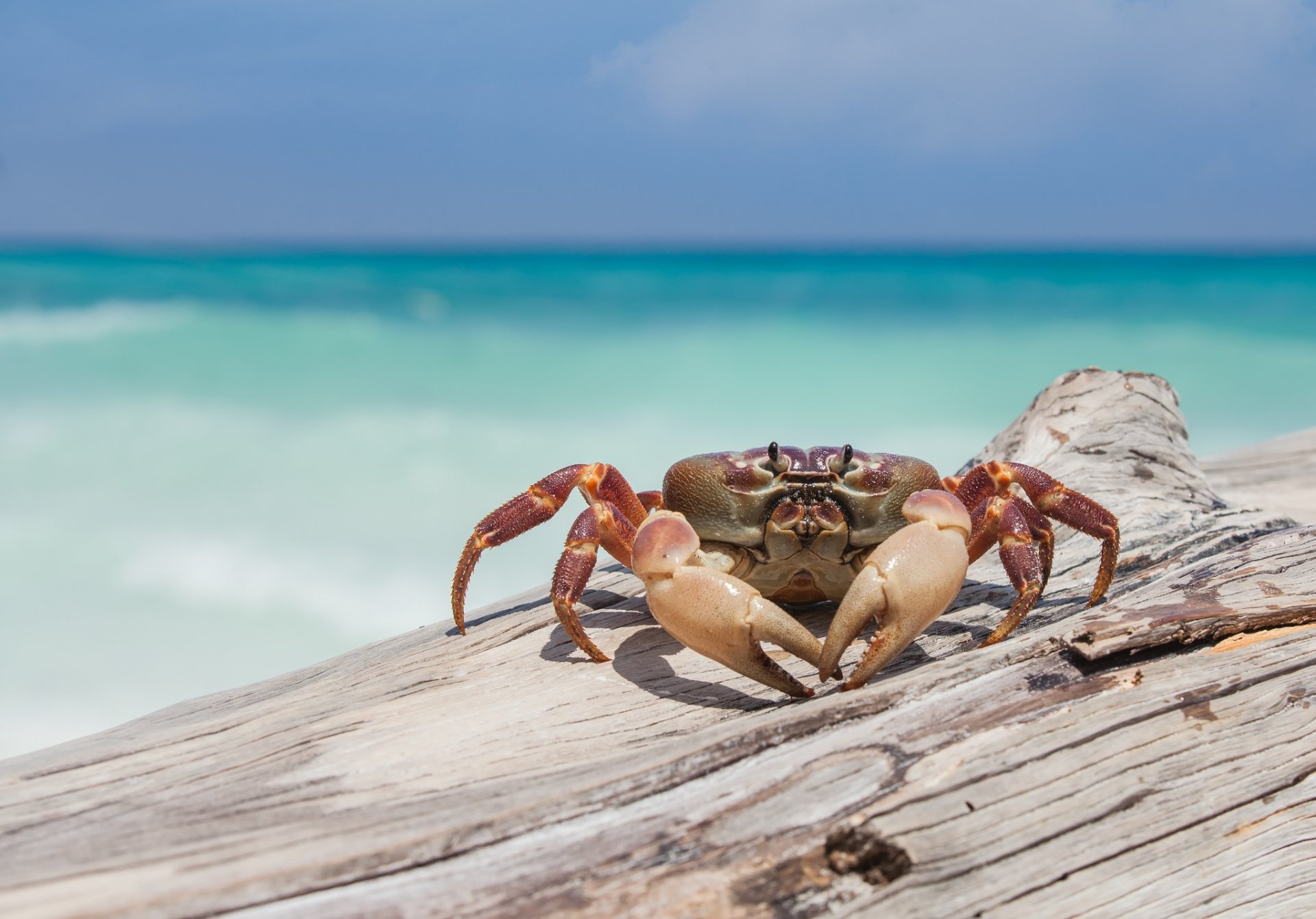 Download Crustacean Depth Of Field Sea Life Animal Crab HD Wallpaper