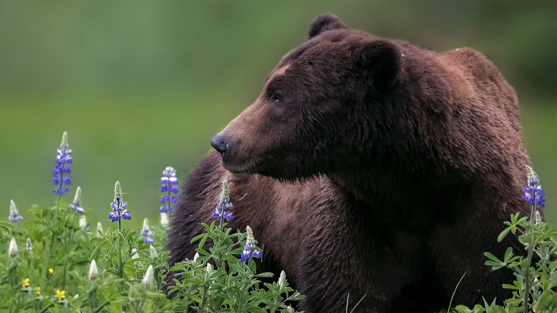 Окрас медведей. Медведь Гризли. Бурый медведь. Медведь и цветы. Одинокий медведь.