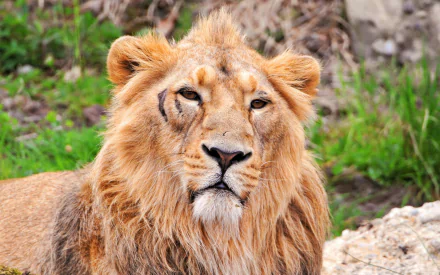  Old Lion with Battle Scars