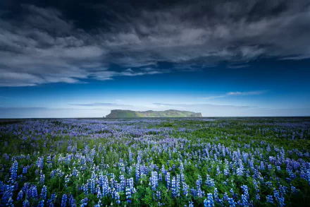 HD desktop wallpaper featuring a vast field of blue lupine flowers under a dramatic sky, with a distant green island on the horizon.