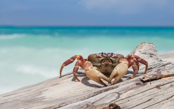 Animal Crab Sea Life Depth Of Field Crustacean HD Wallpaper | Background Image