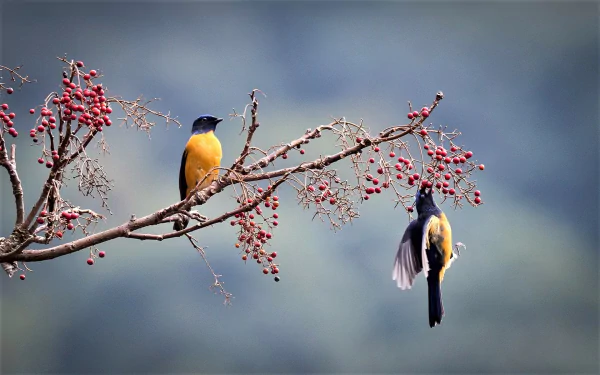  Vivid Niltava (niltava vivida)