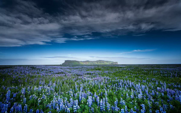 HD desktop wallpaper featuring a vast field of blue lupine flowers under a dramatic sky, with a distant green island on the horizon.