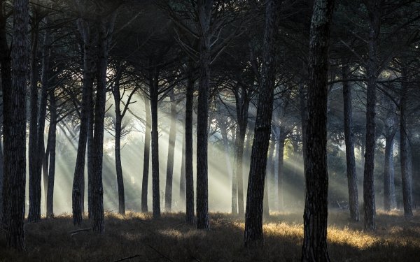 Earth Sunbeam Nature Forest HD Wallpaper | Background Image
