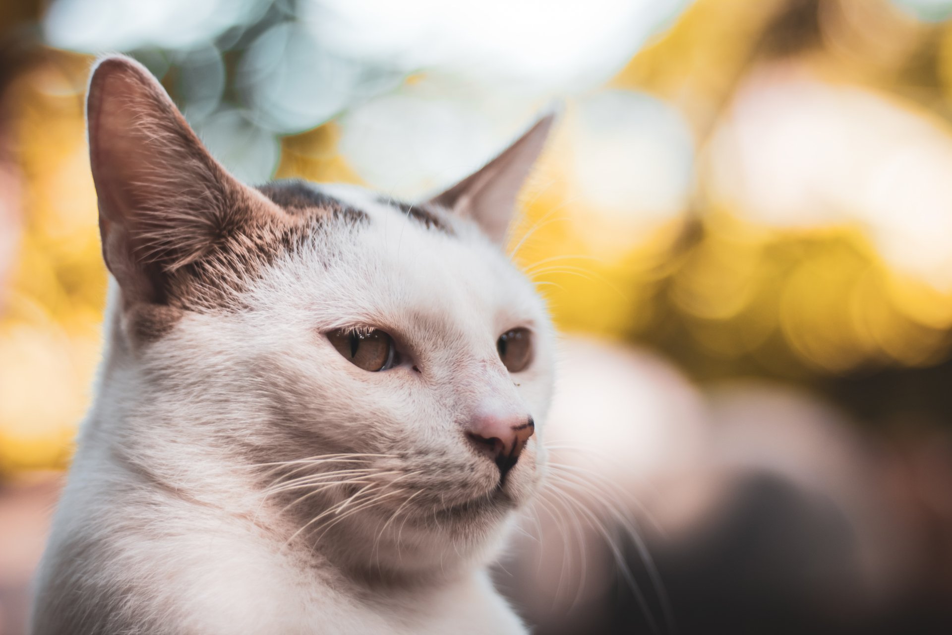 Close-up of a white and gray cat with soft bokeh background, captured in 4K Ultra HD for a PC desktop wallpaper and background.