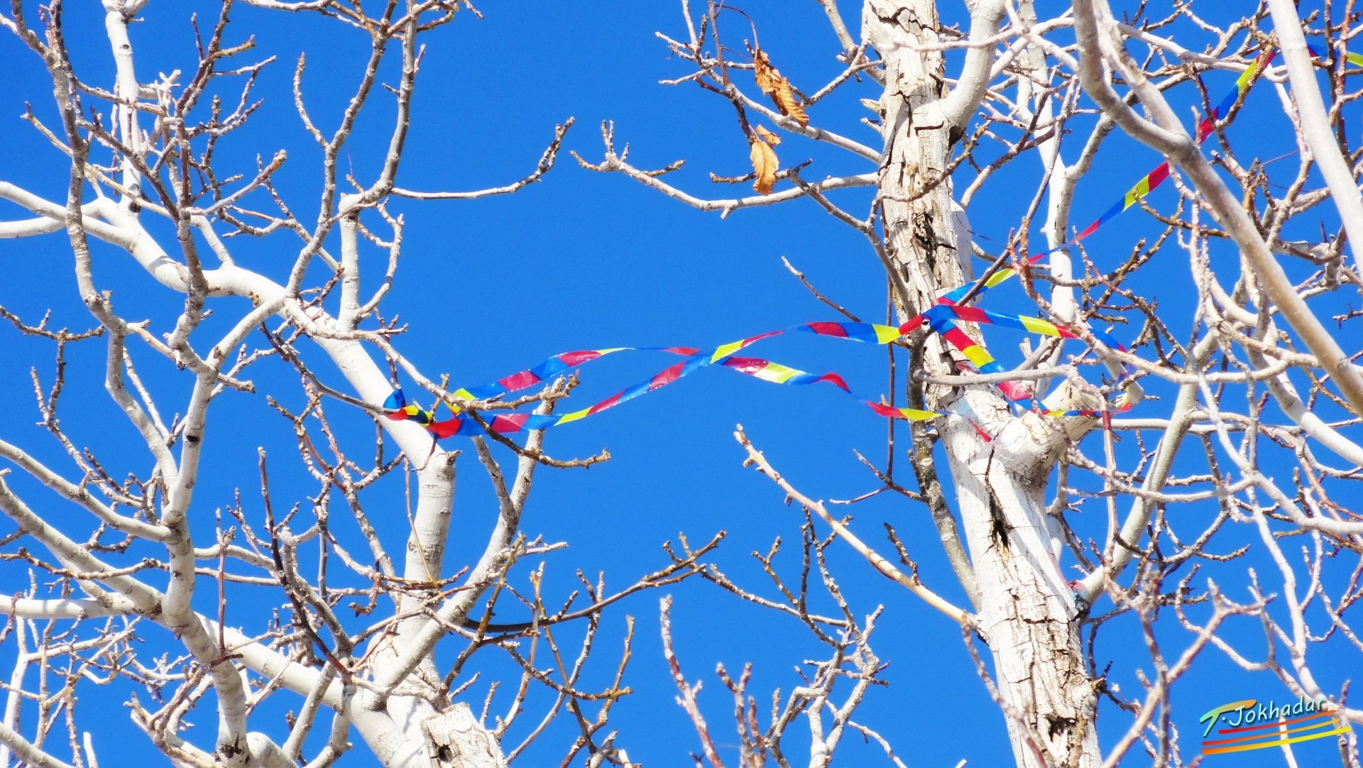 Blue Autumn by Tareq-Jokhadar