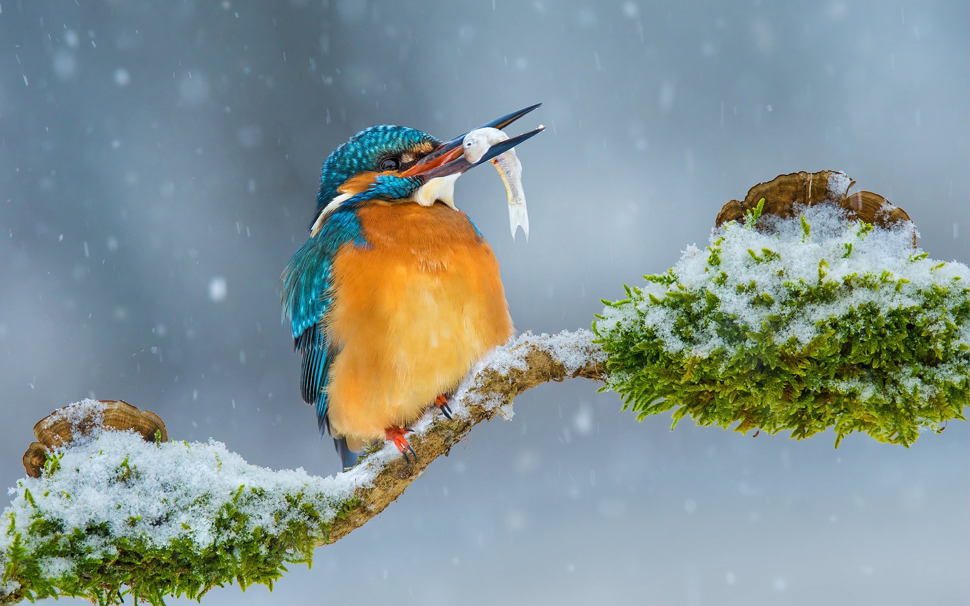 A vibrant kingfisher bird perched on a snow-covered branch, holding a fish in its beak amid a wintry snowfall, captured in HD desktop wallpaper quality.