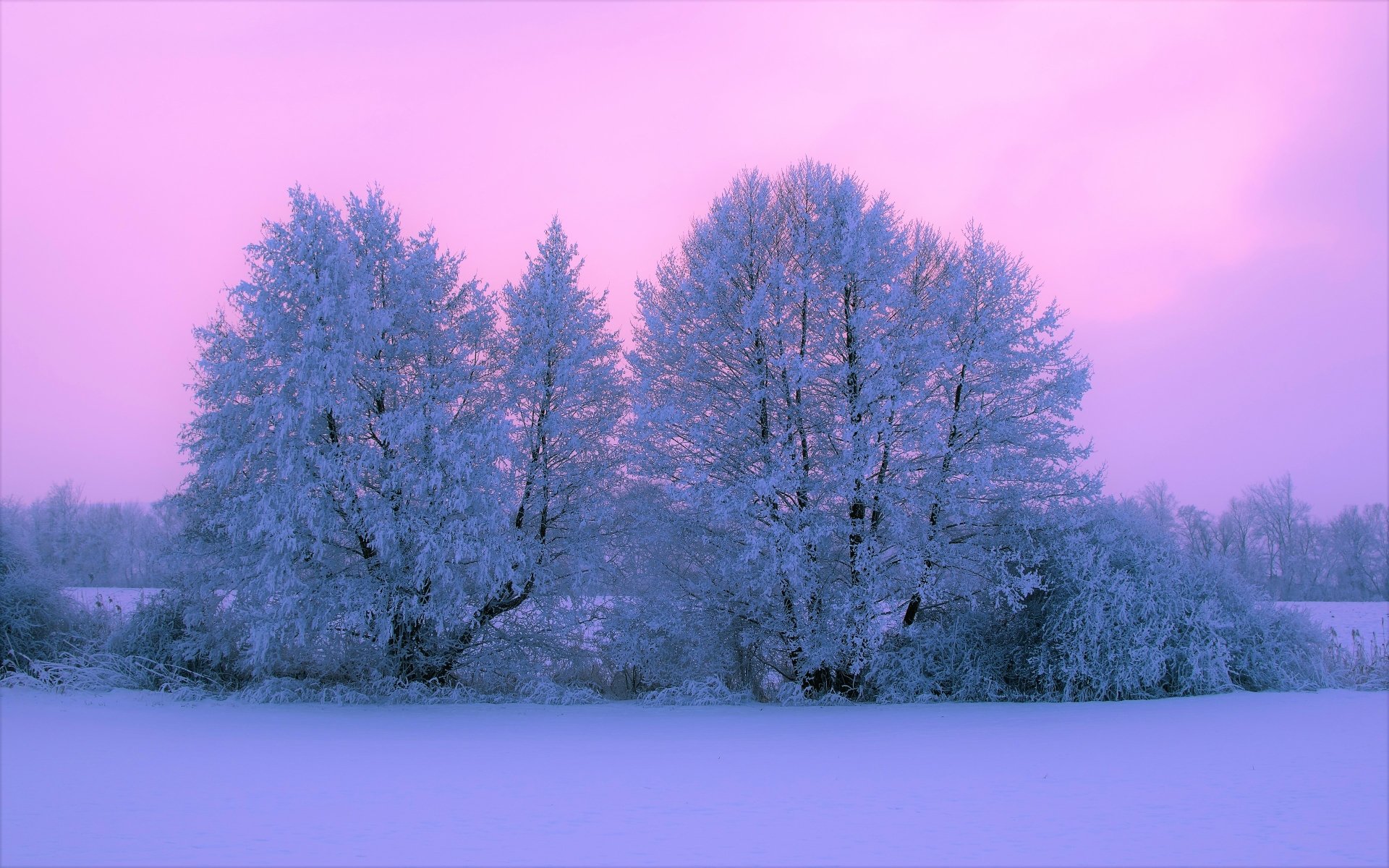  Pink  Sunset  Clouds over Snowy Trees 4k Ultra HD Wallpaper 