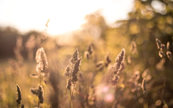nature grass HD Desktop Wallpaper | Background Image