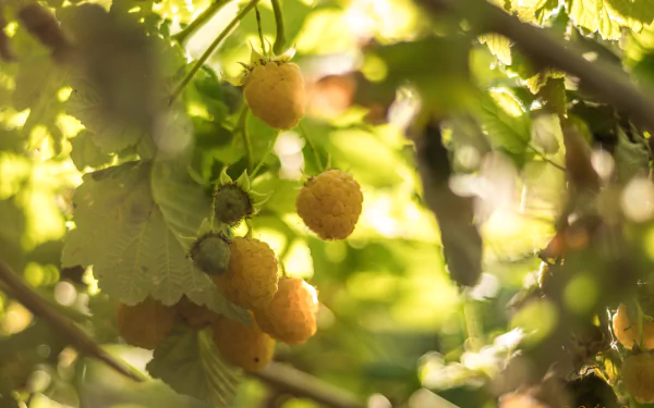 food raspberry HD Desktop Wallpaper | Background Image