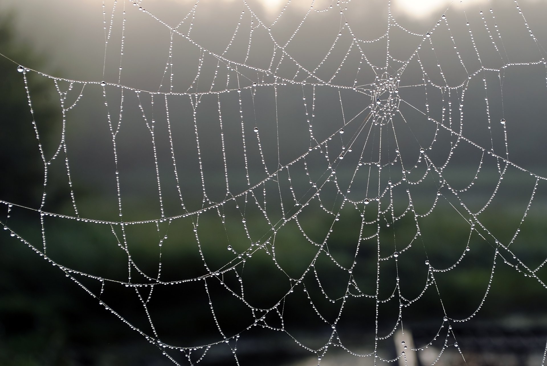 Download Macro Photography Spider Web HD Wallpaper