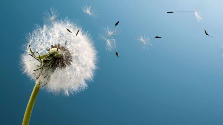 HD PC desktop wallpaper showing a close-up dandelion seed head releasing fluffy seeds drifting across a clear blue sky, serene nature background.