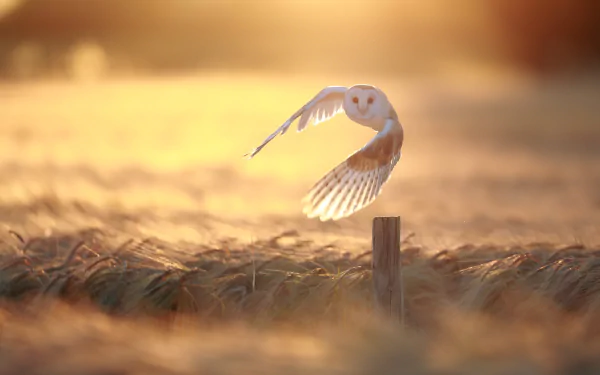 A barn owl with wings spread flies low over a golden wheat field bathed in warm summer light, captured in HD as a striking desktop wallpaper.