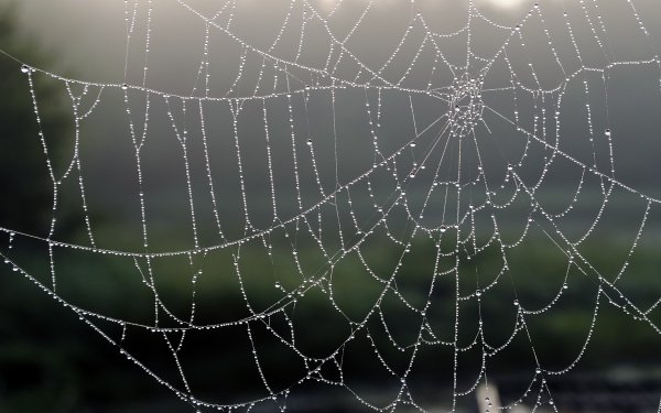 Photography Spider Web Macro HD Wallpaper | Background Image