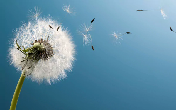 HD PC desktop wallpaper showing a close-up dandelion seed head releasing fluffy seeds drifting across a clear blue sky, serene nature background.