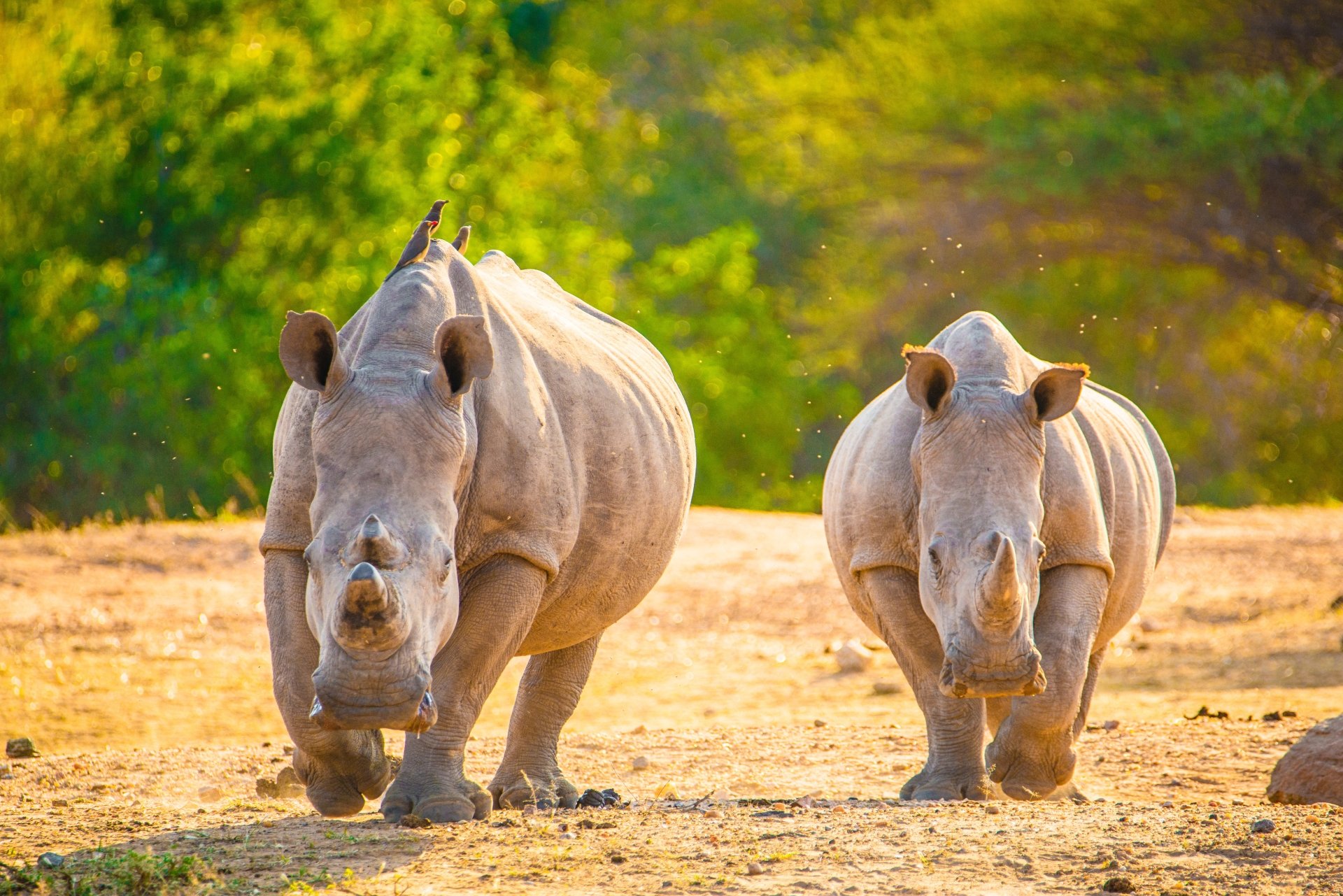 5K Ultra HD PC desktop wallpaper showing two rhinoceros animals walking across a sunlit savanna with green trees in the background.