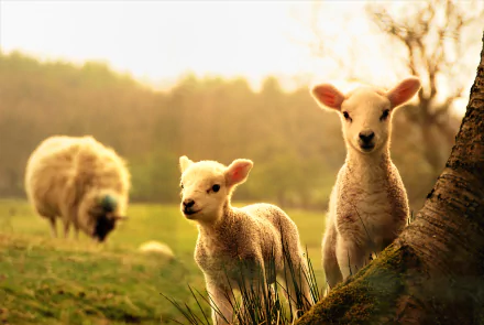 Two adorable lambs stand close together in a lush, sunlit field with a sheep grazing in the background. This high-definition wallpaper captures the serene beauty of baby animals in an idyllic setting.