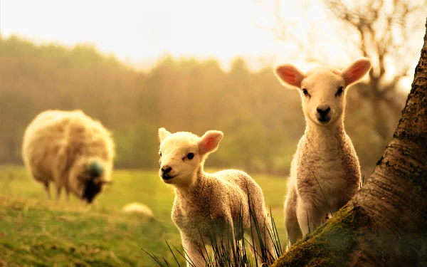 Two adorable lambs stand close together in a lush, sunlit field with a sheep grazing in the background. This high-definition wallpaper captures the serene beauty of baby animals in an idyllic setting.
