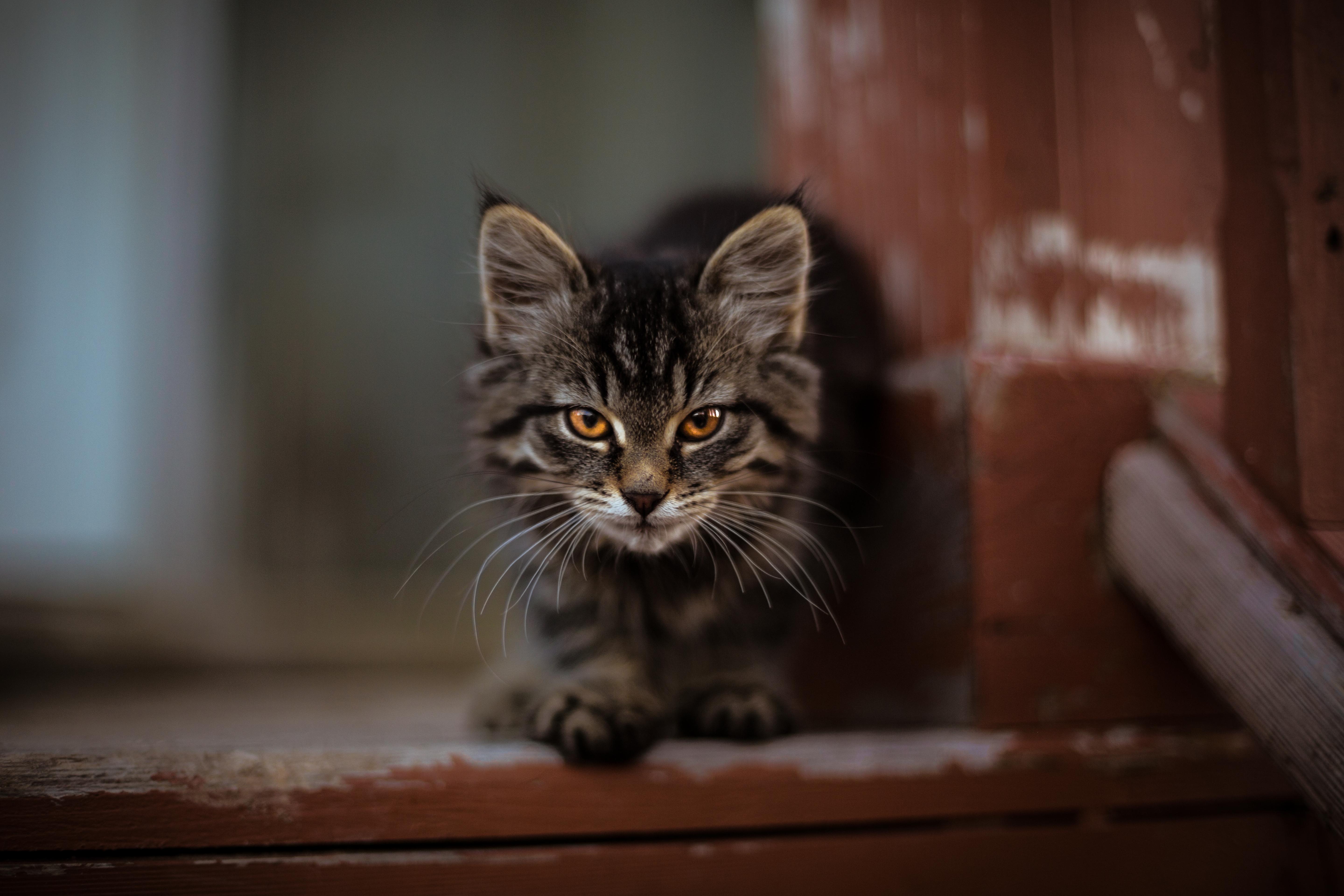 Cat 4k Ultra HD Wallpaper