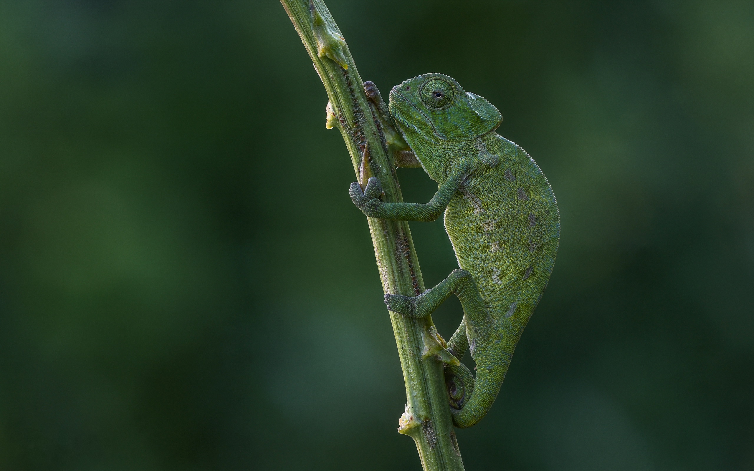 download-reptile-lizard-animal-chameleon-hd-wallpaper