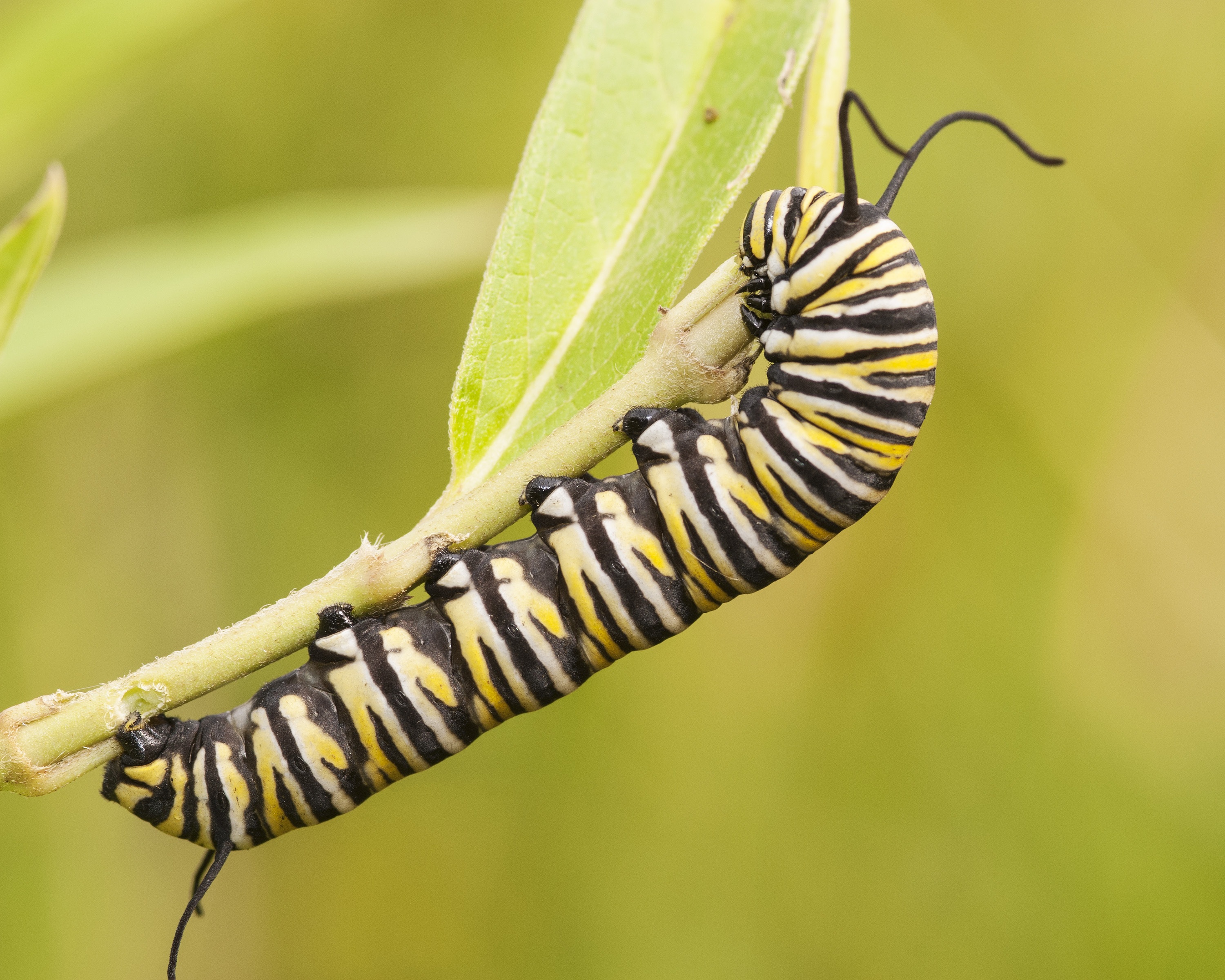 Monarch Butterfly Caterpillar by Robin Arnold