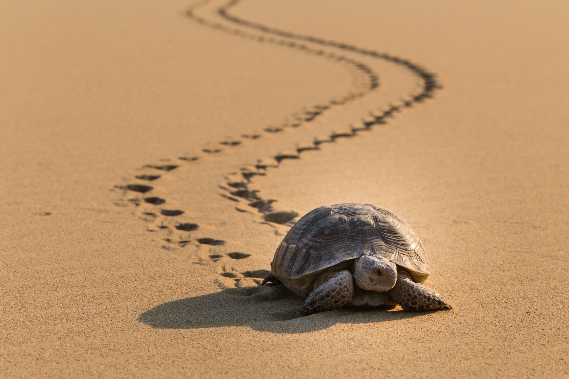 Desert Tortoise Adventure - HD Wallpaper