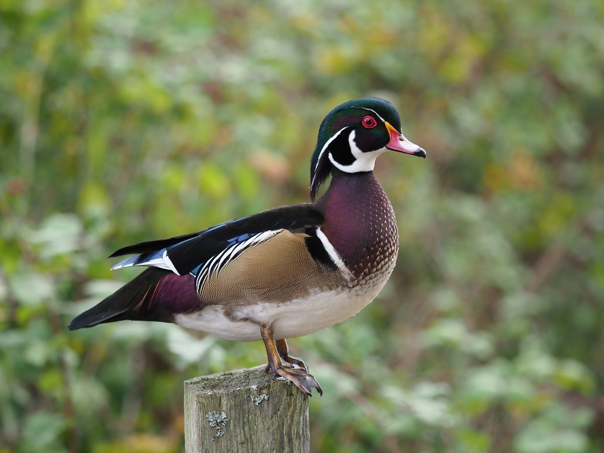 download-duck-animal-wood-duck-hd-wallpaper-by-wam17