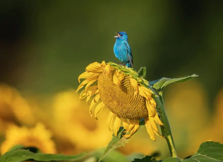 A vibrant bluebird perched on a large yellow sunflower against a blurred green background, captured as a high-definition PC desktop wallpaper.