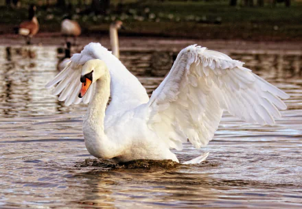 Mute swan spreads wings on rippling water, animal portrait — 2K Quad HD PC desktop wallpaper/background.