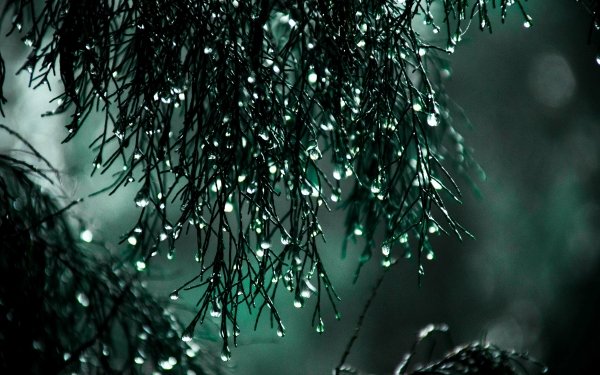 Earth Water Drop Green HD Wallpaper | Background Image