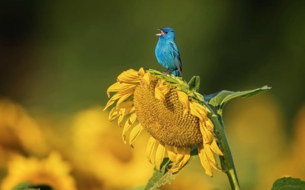 Animal Bluebird Birds Passerines Bird Sunflower Flower Yellow Flower HD Wallpaper | Background Image