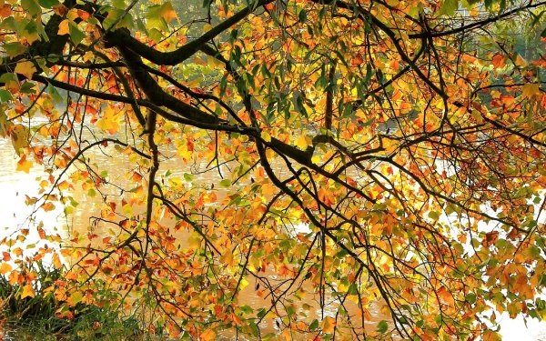 Earth Tree Trees Fall Branch River HD Wallpaper | Background Image